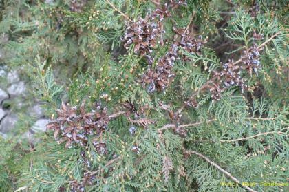 Thuja orientalis